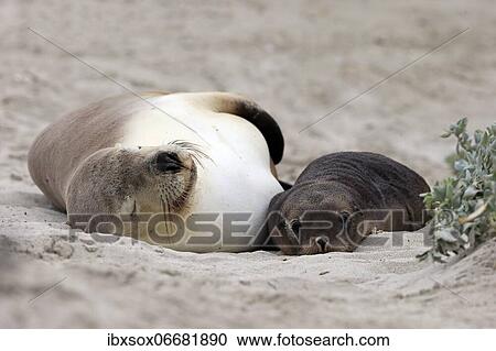 Stock Image - Australian sea lion (Neophoca cinerea), adult, female, juvenile, on beach, resting, Seal Bay, Kangaroo Island, South Australia, Australia, Oceania. Fotosearch
