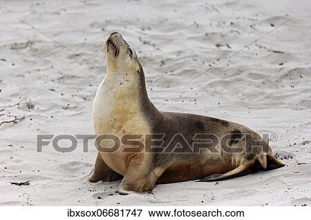Stock Photo - Australian sea lion (Neophoca cinerea), adult, female, on beach, Seal Bay Conservation Park, Kangaroo Island, South Australia, Australia, Oceania. Fotosearch