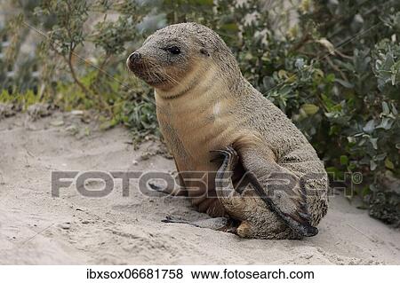 Stock Photo - Australian sea lion (Neophoca cinerea), juvenile, on the beach, Seal Bay Conservation Park, Kangaroo Island, South Australia, Australia, Oceania. Fotosearch
