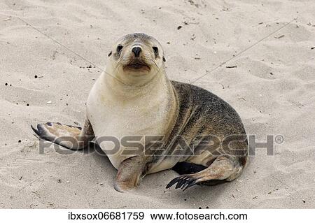 Stock Photo - Australian sea lion (Neophoca cinerea), juvenile, on the beach, Seal Bay Conservation Park, Kangaroo Island, South Australia, Australia, Oceania. Fotosearch