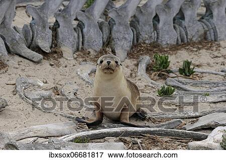Stock Photo - Australian sea lion (Neophoca cinerea), juvenile on beach between whale skeleton, Seal Bay Conservation Park, Kangaroo Island, South Australia, Australia, Oceania. Fotosearch