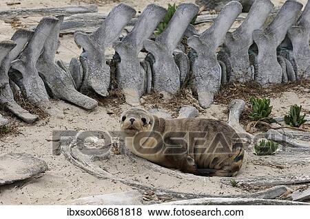 Australian sea lion (Neophoca cinerea), juvenile on beach between whale skeleton, Seal Bay Conservation Park, Kangaroo Island, South Australia, Australia, Oceania View Large Photo Image Stock Photo - Australian sea lion (Neophoca cinerea), juvenile on beach between whale skeleton, Seal Bay Conservation Park, Kangaroo Island, South Australia, Australia, Oceania. Fotosearch