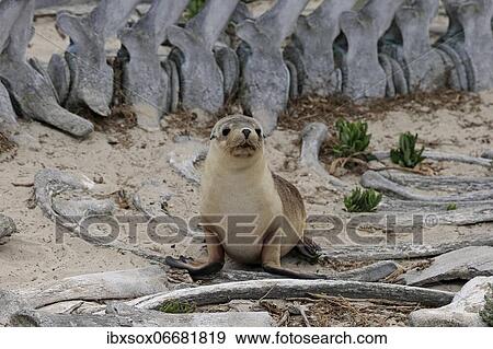 Stock Photo - Australian sea lion (Neophoca cinerea), juvenile on beach between whale skeleton, Seal Bay Conservation Park, Kangaroo Island, South Australia, Australia, Oceania. Fotosearch