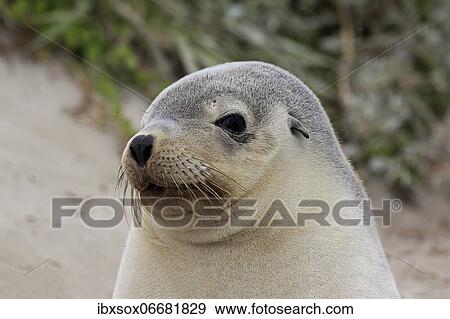 Australian sea lion (Neophoca cinerea), juvenile on beach, portrait, Seal Bay Conservation Park, Kangaroo Island, South Australia, Australia, Oceania View Large Photo Image Stock Photo - Australian sea lion (Neophoca cinerea), juvenile on beach, portrait, Seal Bay Conservation Park, Kangaroo Island, South Australia, Australia, Oceania. Fotosearch