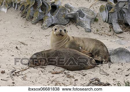 Stock Photo - Australian sea lion (Neophoca cinerea), two juveniles lying on the beach in front of whale skeleton, Seal Bay Conservation Park, Kangaroo Island, South Australia, Australia, Oceania. Fotosearch