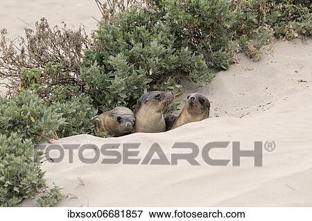 Australian sea lion (Neophoca cinerea), three juveniles lying in the dunes, Seal Bay Conservation Park, Kangaroo Island, South Australia, Australia, Oceania View Large Photo Image Stock Photo - Australian sea lion (Neophoca cinerea), three juveniles lying in the dunes, Seal Bay Conservation Park, Kangaroo Island, South Australia, Australia, Oceania. Fotosearch