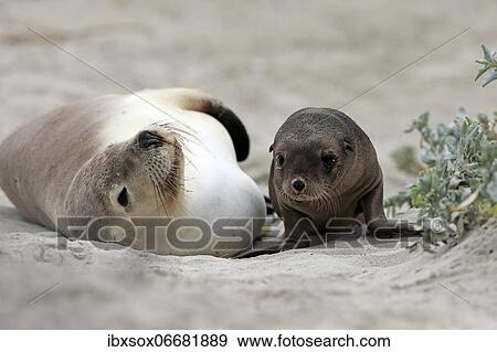 Australian sea lion (Neophoca cinerea), adult, female, juvenile, on beach, resting, Seal Bay, Kangaroo Island, South Australia, Australia, Oceania View Large Photo Image Stock Photo - Australian sea lion (Neophoca cinerea), adult, female, juvenile, on beach, resting, Seal Bay, Kangaroo Island, South Australia, Australia, Oceania. Fotosearch