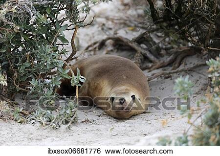 Australian sea lion (Neophoca cinerea), juvenile, on the beach, Seal Bay Conservation Park Conservation Park, Kangaroo Island, South Australia, Australia, Oceania View Large Photo Image Stock Photograph - Australian sea lion (Neophoca cinerea), juvenile, on the beach, Seal Bay Conservation Park Conservation Park, Kangaroo Island, South Australia, Australia, Oceania. Fotosearch