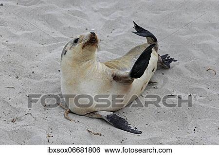Australian sea lion (Neophoca cinerea), juvenile, on the beach, Seal Bay Conservation Park, Kangaroo Island, South Australia, Australia, Oceania View Large Photo Image Stock Photograph - Australian sea lion (Neophoca cinerea), juvenile, on the beach, Seal Bay Conservation Park, Kangaroo Island, South Australia, Australia, Oceania. Fotosearch