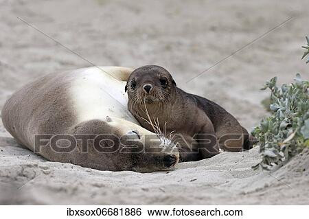Australian sea lion (Neophoca cinerea), adult, female, juvenile, on beach, resting, Seal Bay, Kangaroo Island, South Australia, Australia, Oceania View Large Photo Image Stock Photograph - Australian sea lion (Neophoca cinerea), adult, female, juvenile, on beach, resting, Seal Bay, Kangaroo Island, South Australia, Australia, Oceania. Fotosearch