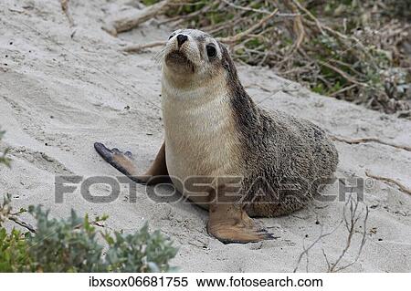 Australian sea lion (Neophoca cinerea), juvenile, on the beach, Seal Bay Conservation Park, Kangaroo Island, South Australia, Australia, Oceania View Large Photo Image Stock Photography - Australian sea lion (Neophoca cinerea), juvenile, on the beach, Seal Bay Conservation Park, Kangaroo Island, South Australia, Australia, Oceania. Fotosearch