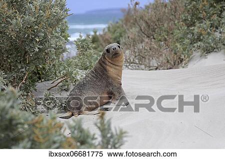Australian sea lion (Neophoca cinerea), juvenile, on the beach, Seal Bay Conservation Park Conservation Park, Kangaroo Island, South Australia, Australia, Oceania View Large Photo Image Stock Photography - Australian sea lion (Neophoca cinerea), juvenile, on the beach, Seal Bay Conservation Park Conservation Park, Kangaroo Island, South Australia, Australia, Oceania. Fotosearch
