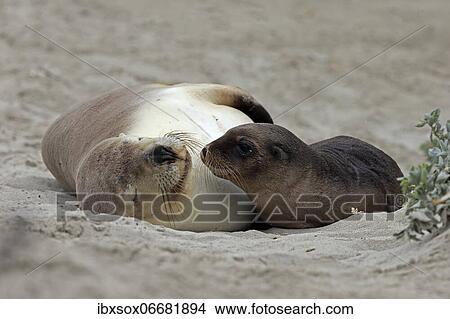 Picture - Australian sea lions (Neophoca cinerea), mother with young on beach, resting, Seal Bay Conservation Park, Kangaroo Island, South Australia, Australia, Oceania. Fotosearch