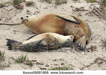 Australian sea lions (Neophoca cinerea), adult, female suckling pup on beach, Seal Bay Conservation Park, Kangaroo Island, South Australia, Australia, Oceania View Large Photo Image Stock Photo - Australian sea lions (Neophoca cinerea), adult, female suckling pup on beach, Seal Bay Conservation Park, Kangaroo Island, South Australia, Australia, Oceania. Fotosearch