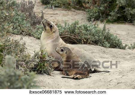 Stock Photography - Australian sea lions (Neophoca cinerea), mother with young on beach, Seal Bay Conservation Park, Kangaroo Island, South Australia, Australia, Oceania. Fotosearch