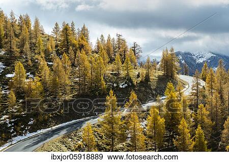 Stock Photo - Autumn coloured larches, Nockalm Road, Nockberge, Biosphere Park Nockalm, Carinthia, Austria, Europe. Fotosearch