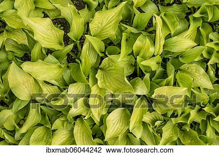 Autumn leaves of a hosta (Hosta) Germany View Large Photo Image Stock Image - Autumn leaves of a hosta (Hosta) Germany. Fotosearch
