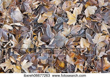 Autumn leaves with frost on the ground, Tyrol, Austria, Europe View Large Photo Image Stock Image - Autumn leaves with frost on the ground, Tyrol, Austria, Europe. Fotosearch