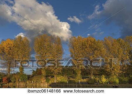 Autumn poplars (Populus), Franconia, Bavaria, Germany, Europe View Large Photo Image Stock Photograph - Autumn poplars (Populus), Franconia, Bavaria, Germany, Europe. Fotosearch