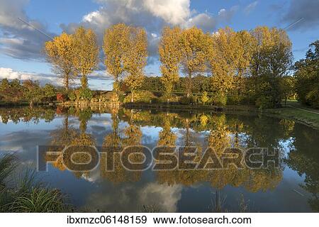 Autumn poplars (Populus) reflected in a pond, Franconia, Bavaria, Germany, Europe View Large Photo Image Stock Photo - Autumn poplars (Populus) reflected in a pond, Franconia, Bavaria, Germany, Europe. Fotosearch