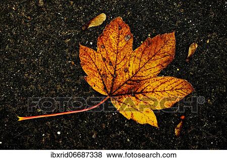 Autumnal coloured leaves of sycamore maple (Acer pseudoplatanus) and seeds on dark asphalt, North Rhine-Westphalia, Germany, Europe View Large Photo Image Stock Photo - Autumnal coloured leaves of sycamore maple (Acer pseudoplatanus) and seeds on dark asphalt, North Rhine-Westphalia, Germany, Europe. Fotosearch