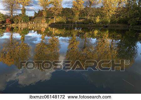 Autumnal poplars (Populus) reflect in a pond, Franconia, Bavaria, Germany, Europe View Large Photo Image Stock Image - Autumnal poplars (Populus) reflect in a pond, Franconia, Bavaria, Germany, Europe. Fotosearch