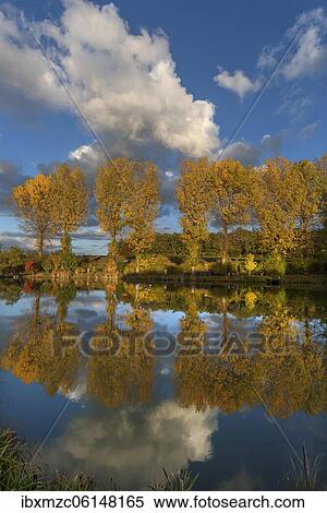 Autumnal poplars (Populus) reflect in a pond, Franconia, Bavaria, Germany, Europe View Large Photo Image Stock Photography - Autumnal poplars (Populus) reflect in a pond, Franconia, Bavaria, Germany, Europe. Fotosearch