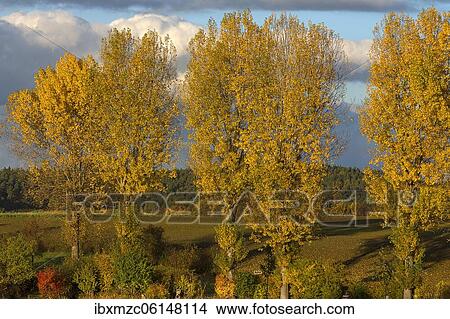 Autumnally coloured poplars (Populus), Middle Franconia, Bavaria, Germany, Europe View Large Photo Image Picture - Autumnally coloured poplars (Populus), Middle Franconia, Bavaria, Germany, Europe. Fotosearch
