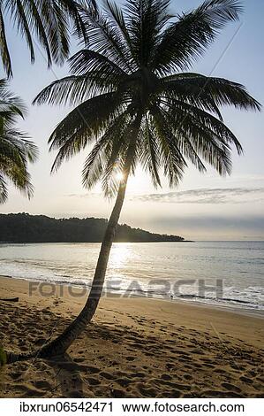 Backlight of a palm tree in the Bom Bom Resort, Unesco biosphere reserve, Principe, Sao Tome and Principe, Atlantic Ocean, Africa View Large Photo Image Stock Image - Backlight of a palm tree in the Bom Bom Resort, Unesco biosphere reserve, Principe, Sao Tome and Principe, Atlantic Ocean, Africa. Fotosearch