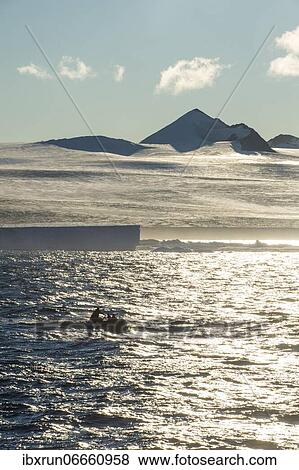 Backlight of a Zodiac with tourists cruising through the icebergs, Brown Bluff, Tabarin Peninsula, Antarctica View Large Photo Image Stock Photo - Backlight of a Zodiac with tourists cruising through the icebergs, Brown Bluff, Tabarin Peninsula, Antarctica. Fotosearch