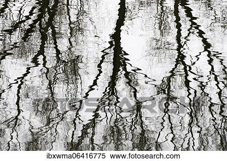 Bald trees, water reflection, Hesse, Germany, Europe View Large Photo Image Stock Photography - Bald trees, water reflection, Hesse, Germany, Europe. Fotosearch