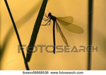 Banded demoiselle (Calopteryx splendens) sitting in reed, back light, silhouette, sunset, Oldenburger Münsterland, Germany, Europe View Large Photo Image Stock Photograph - Banded demoiselle (Calopteryx splendens) sitting in reed, back light, silhouette, sunset, Oldenburger Münsterland, Germany, Europe. Fotosearch