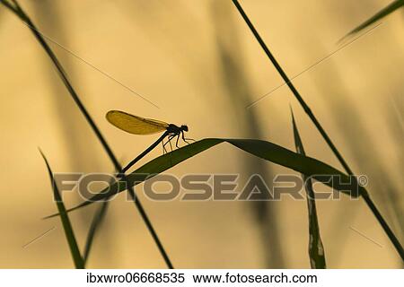 Banded demoiselle (Calopteryx splendens) sitting in reed, back light, silhouette, sunset, Oldenburger Münsterland, Germany, Europe View Large Photo Image Stock Photography - Banded demoiselle (Calopteryx splendens) sitting in reed, back light, silhouette, sunset, Oldenburger Münsterland, Germany, Europe. Fotosearch