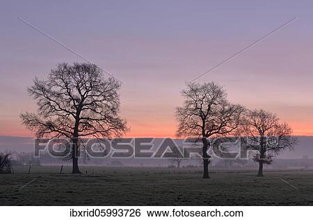 Bare deciduous trees at dawn, Morgenrot, Lower Rhine, North Rhine-Westphalia, Germany, Europe View Large Photo Image Stock Photograph - Bare deciduous trees at dawn, Morgenrot, Lower Rhine, North Rhine-Westphalia, Germany, Europe. Fotosearch