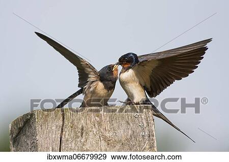 Barn swallow (Hirundo rustica) feeding young bird on wooden post, Hesse, Germany, Europe View Large Photo Image Stock Photo - Barn swallow (Hirundo rustica) feeding young bird on wooden post, Hesse, Germany, Europe. Fotosearch