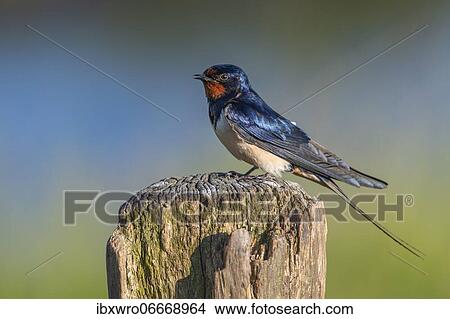 Barn swallow (Hirundo rustica) sitting on pasture pole, bird, Schleswig-Holstein, Germany, Europe View Large Photo Image Picture - Barn swallow (Hirundo rustica) sitting on pasture pole, bird, Schleswig-Holstein, Germany, Europe. Fotosearch