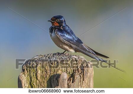 Barn swallow (Hirundo rustica) sitting on pasture pole, bird, Schleswig-Holstein, Germany, Europe View Large Photo Image Stock Image - Barn swallow (Hirundo rustica) sitting on pasture pole, bird, Schleswig-Holstein, Germany, Europe. Fotosearch