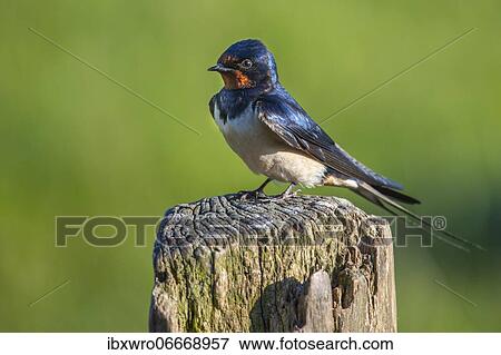 Barn swallow (Hirundo rustica) sitting on pasture pole, bird, Schleswig-Holstein, Germany, Europe View Large Photo Image Stock Photo - Barn swallow (Hirundo rustica) sitting on pasture pole, bird, Schleswig-Holstein, Germany, Europe. Fotosearch
