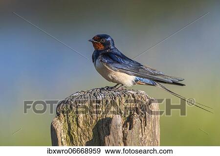Barn swallow (Hirundo rustica) sitting on pasture pole, bird, Schleswig-Holstein, Germany, Europe View Large Photo Image Stock Photo - Barn swallow (Hirundo rustica) sitting on pasture pole, bird, Schleswig-Holstein, Germany, Europe. Fotosearch
