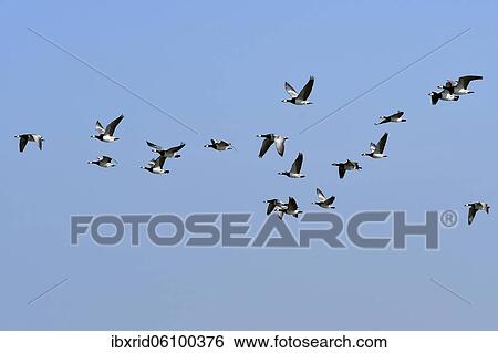 Barnacle geese (Branta leucopsis), flock of birds flying, Emsland, Lower Saxony, Germany, Europe View Large Photo Image Stock Photograph - Barnacle geese (Branta leucopsis), flock of birds flying, Emsland, Lower Saxony, Germany, Europe. Fotosearch