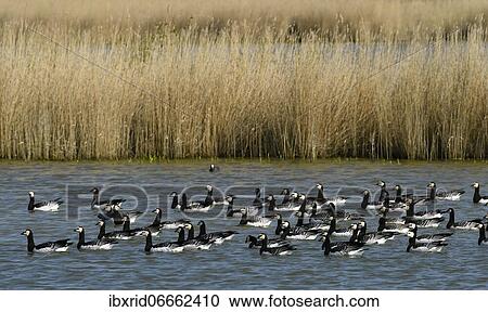 Barnacle goose (Branta leucopsis), a flock swimming on a lake, Emsland, Lower Saxony, Germany, Europe View Large Photo Image Stock Image - Barnacle goose (Branta leucopsis), a flock swimming on a lake, Emsland, Lower Saxony, Germany, Europe. Fotosearch