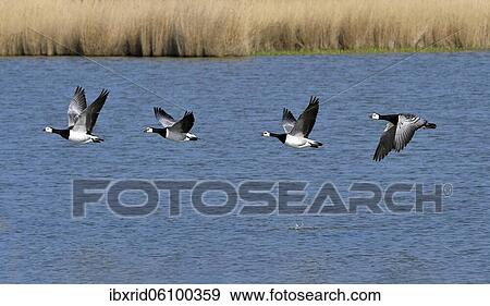 Barnacle goose (Branta leucopsis), flock of birds flying over water, Emsland, Lower Saxony, Germany, Europe View Large Photo Image Stock Photo - Barnacle goose (Branta leucopsis), flock of birds flying over water, Emsland, Lower Saxony, Germany, Europe. Fotosearch
