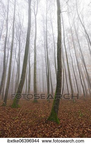 Beech forest (Fagus sylvatica) in late autumn near fog, Swabian Alb, Baden-Württemberg, Germany, Europe View Large Photo Image Picture - Beech forest (Fagus sylvatica) in late autumn near fog, Swabian Alb, Baden-Württemberg, Germany, Europe. Fotosearch