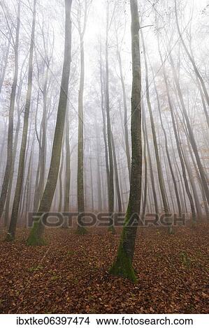 Beech forest (Fagus sylvatica) in late autumn near fog, Swabian Alb, Baden-Württemberg, Germany, Europe View Large Photo Image Picture - Beech forest (Fagus sylvatica) in late autumn near fog, Swabian Alb, Baden-Württemberg, Germany, Europe. Fotosearch
