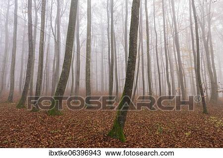 Beech forest (Fagus sylvatica) in late autumn near fog, Swabian Alb, Baden-Württemberg, Germany, Europe View Large Photo Image Stock Image - Beech forest (Fagus sylvatica) in late autumn near fog, Swabian Alb, Baden-Württemberg, Germany, Europe. Fotosearch