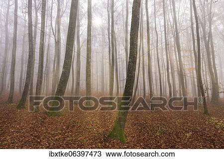 Beech forest (Fagus sylvatica) in late autumn near fog, Swabian Alb, Baden-Württemberg, Germany, Europe View Large Photo Image Stock Image - Beech forest (Fagus sylvatica) in late autumn near fog, Swabian Alb, Baden-Württemberg, Germany, Europe. Fotosearch