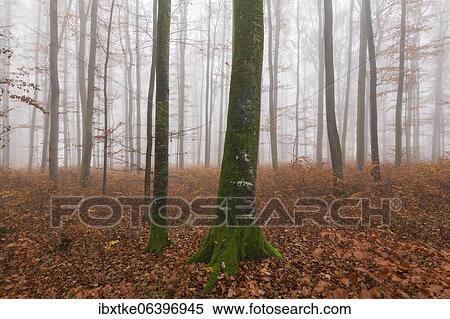 Beech forest (Fagus sylvatica) in late autumn near fog, Swabian Alb, Baden-Württemberg, Germany, Europe View Large Photo Image Stock Photography - Beech forest (Fagus sylvatica) in late autumn near fog, Swabian Alb, Baden-Württemberg, Germany, Europe. Fotosearch