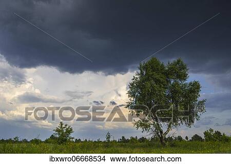 Picture - Birch (Betula) in the Lüneburg Heath, thunderclouds, Germany, Europe. Fotosearch