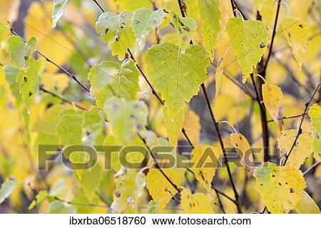 Stock Image - Birch (Betula), leaves with autumn colouring, autumn, North Rhine-Westphalia, Germany, Europe. Fotosearch