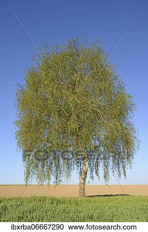 Birch (Betula), solitary tree on a field path in spring, blue sky, North Rhine-Westphalia, Germany, Europe View Large Photo Image Stock Image - Birch (Betula), solitary tree on a field path in spring, blue sky, North Rhine-Westphalia, Germany, Europe. Fotosearch